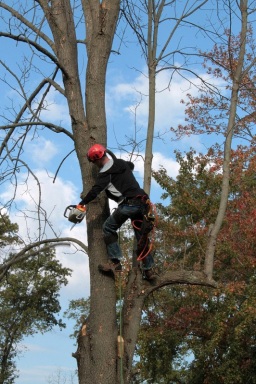 tree-trimming-and-pruning-in-Newark-DE-800